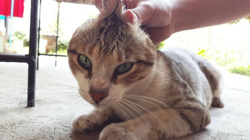 Close-up of hand feeding