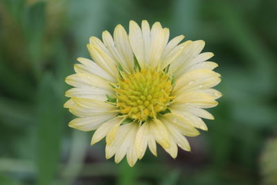 Close-up of yellow flower