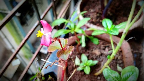 Close-up of pink flowering plant