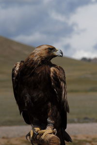 Golden eagle perching against sky on sunny day