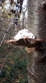 Close-up of lizard on tree trunk