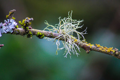 Close-up of flowering plant against blurred background lichen 