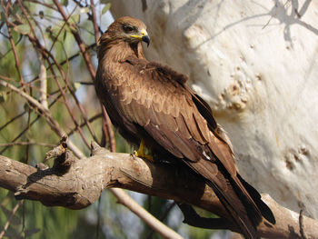 Black kite perching on a branch