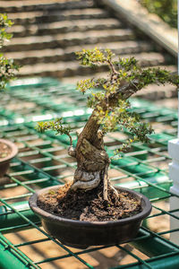 Close-up of small potted plant