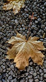 High angle view of maple leaf on pebbles