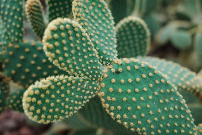 Close-up of plant