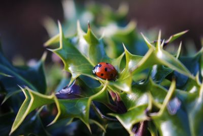 Close-up of ladybug on leaf