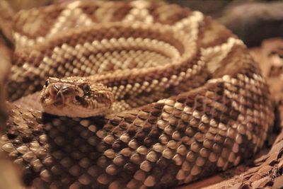 Close-up of snake