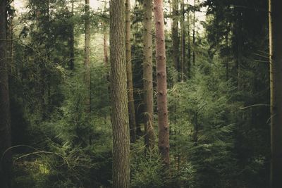 Pine trees in forest