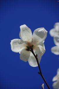 Low angle view of magnolia blooming against clear blue sky