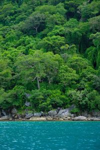 Scenic view of forest by sea