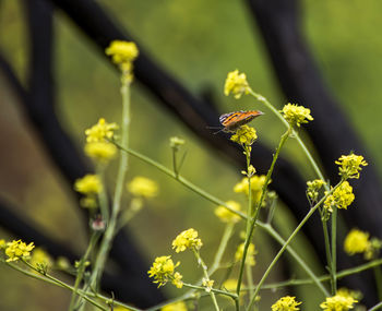 Close-up of insect on flower