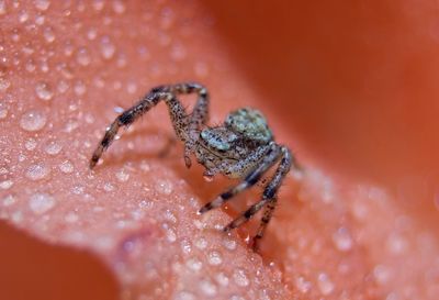 Close-up of spider on wet coral flower