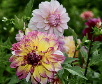 Close-up of pink flowering plant