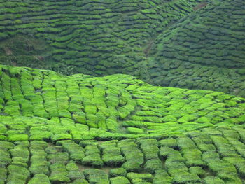 High angle view of rice paddy