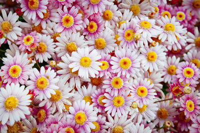 Close-up of yellow flowers blooming outdoors