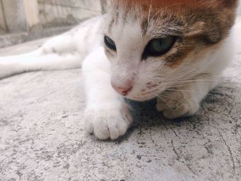 Close-up of a cat