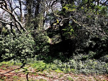 Trees growing in forest