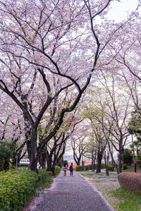 Rear view of cherry blossoms in park