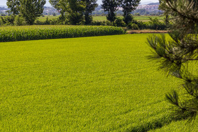 Scenic view of agricultural field against sky