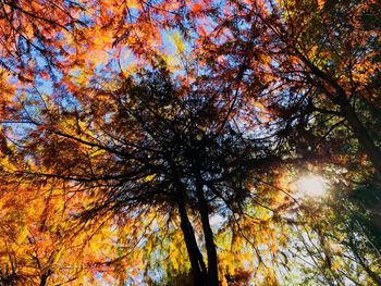 Low angle view of tree in autumn