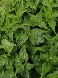 Full frame shot of fresh green plant