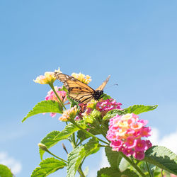 Close-up of butterfly pollinating on pink flower in park