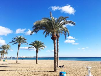 Palm trees on beach