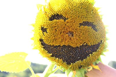 Close-up of sunflower