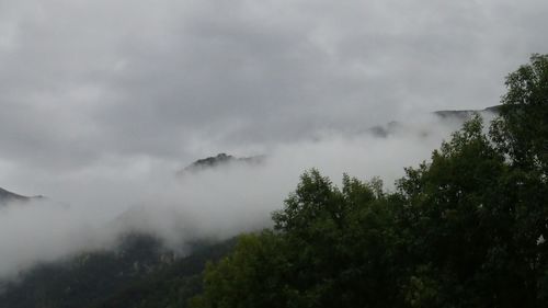 Low angle view of trees in forest against sky