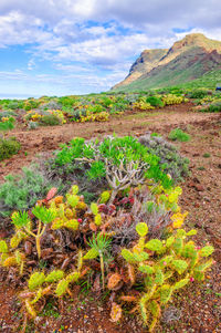 Plants growing on land