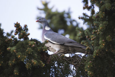 Bird perching on a tree