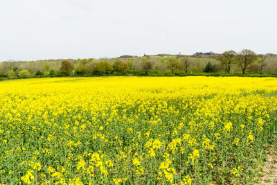 Scenic view of oilseed rape field against clear sky