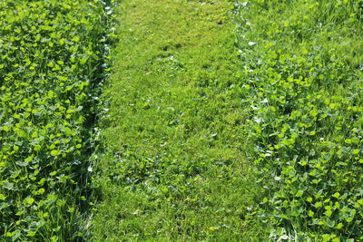 Full frame shot of plants on field