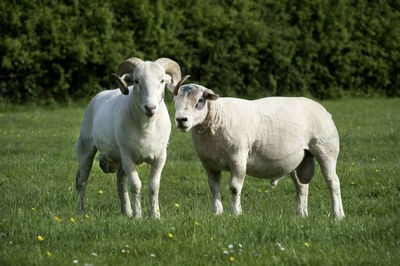 Sheep standing on grassy field against trees