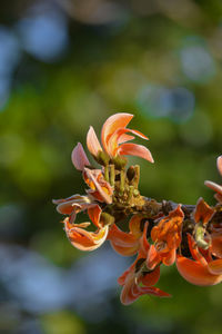 Close-up of orange flower