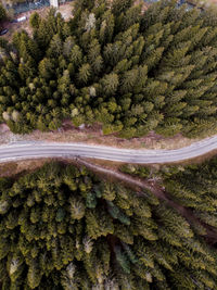 High angle view of pine trees in forest during winter
