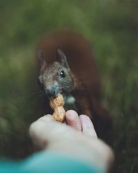 Cropped hand of person feeding peanut to squirrel