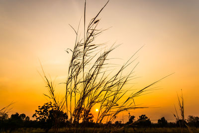 Close-up of silhouette plants against sky during sunset