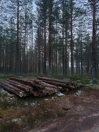 Trees in forest