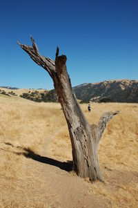 Dead tree on field at brushy peak regional preserve