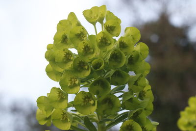 Close-up of fresh green plant against sky