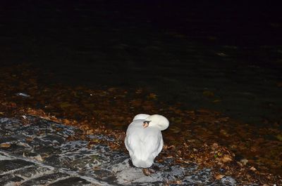 Close-up of swan perching on shore