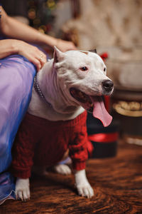 Close-up of dog looking away at home