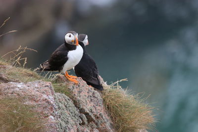 Puffin birds at bullers of buchan