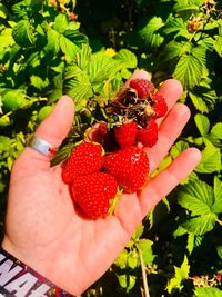 Cropped image of hand holding strawberries