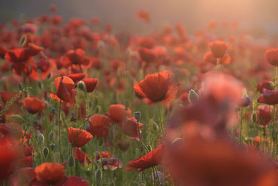 Close-up of red flowering plants on field