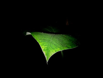 Close-up of leaf over black background