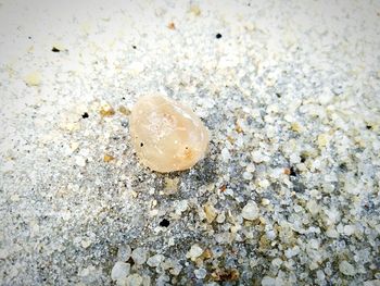 Close-up of seashells on pebbles