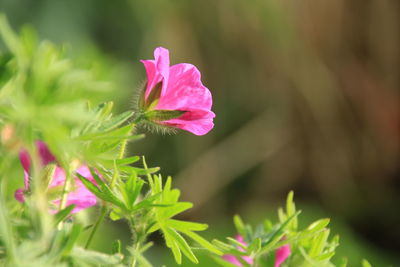 Close-up of pink flowering plant